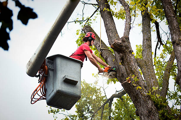 Best Commercial Tree Services  in USA